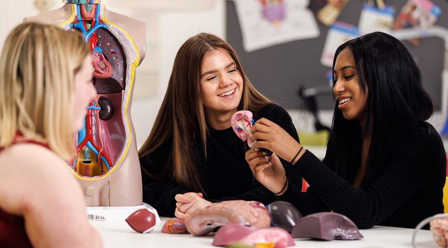 Students working with anatomical figure